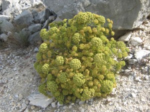 Flora - Monte Bulgheria